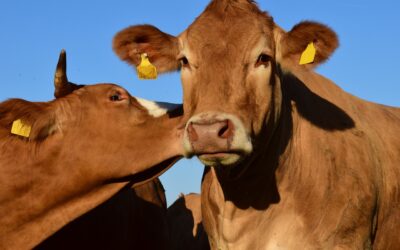 A Step-by-Step RCM Checklist for Healthcare Providers to Maximize Reimbursement