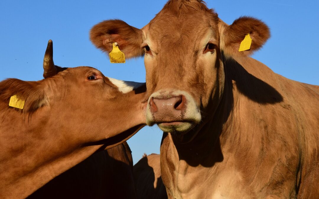 The Doctors Guide to RCM: A Daily Checklist to Improve Financial Management